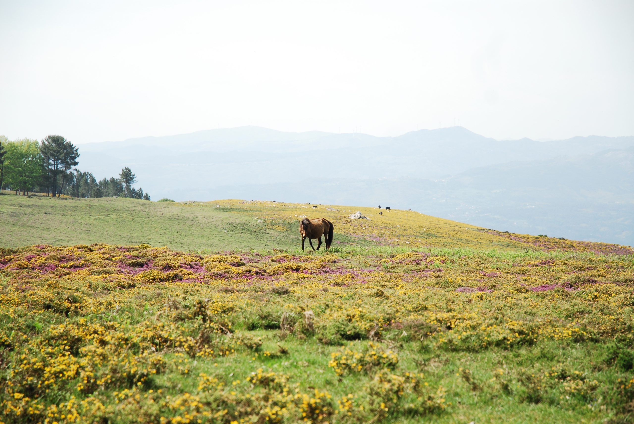 campo do seixo